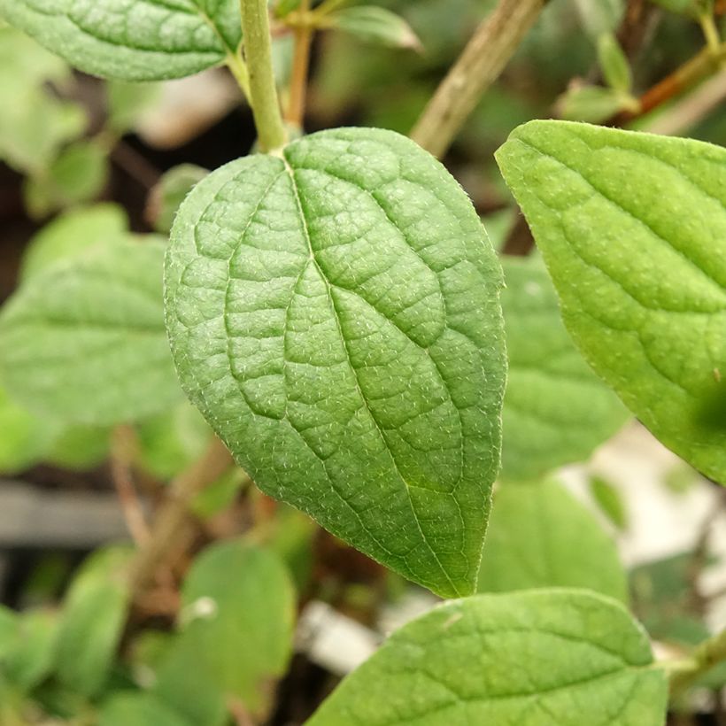 Pfeifenstrauch Snowbelle - Philadelphus (Laub)