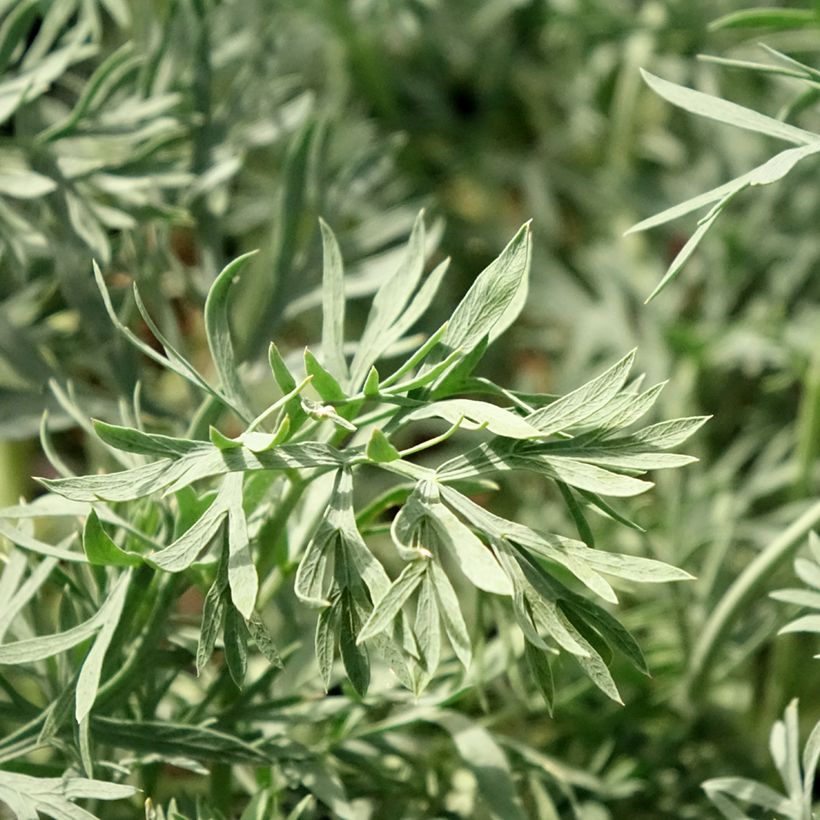 Seseli gummiferum - Grauer Bergfenchel (Laub)