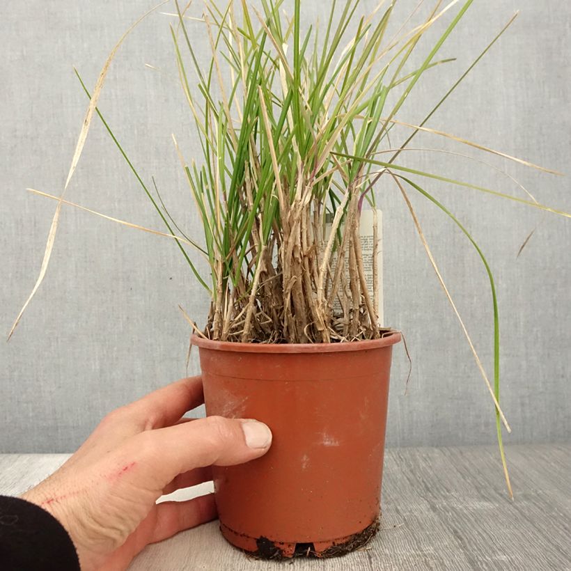 Exemplar von Sesleria argentea - Seslérie argentée Pot de 1L/1.5L wie im Frühjahr geliefert