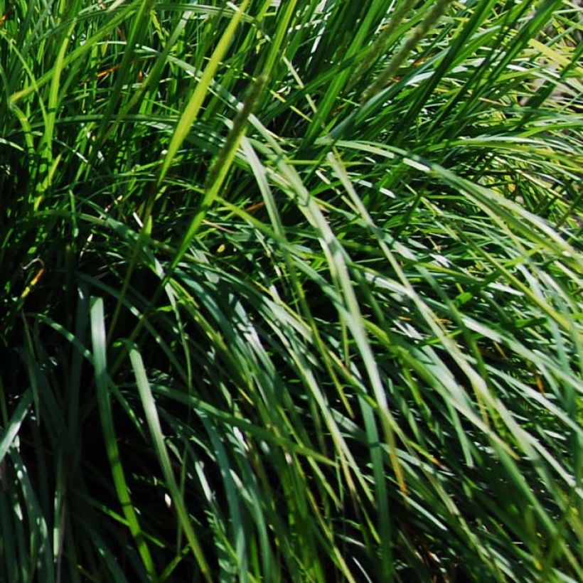 Sesleria autumnalis - Herbst-Kopfgras (Laub)