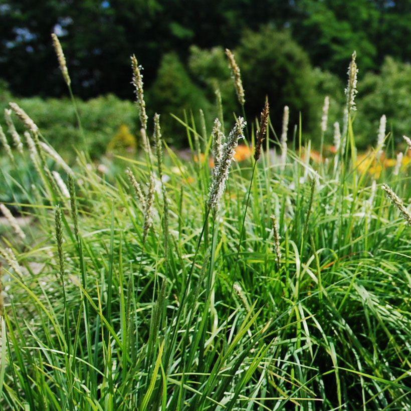 Sesleria autumnalis - Herbst-Kopfgras (Blüte)