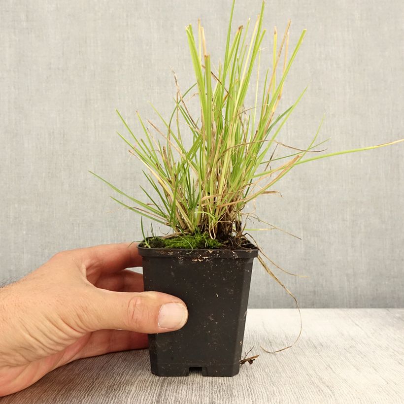 Exemplar von Sesleria autumnalis - Seslérie d'automne Godet de 9cm wie im Herbst geliefert