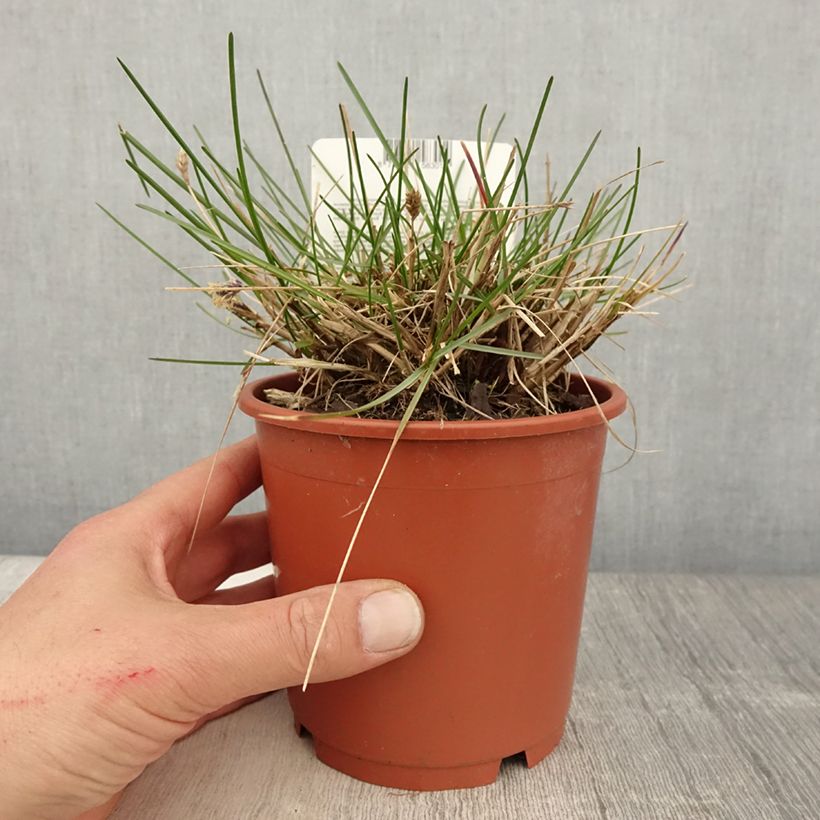 Exemplar von Sesleria caerulea - Seslérie bleue Pot de 1L/1.5L wie im Frühjahr geliefert