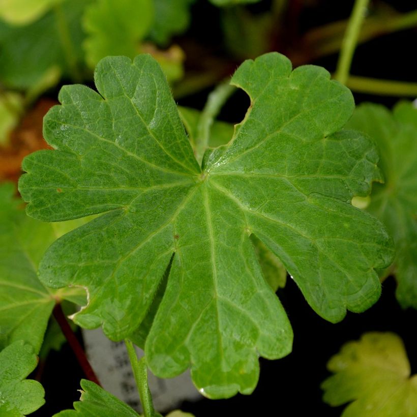 Sidalcea candida - Präriemalve (Laub)