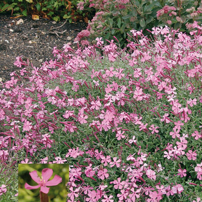 Herbst-Leimkraut Splendens - Silene schafta (Blüte)