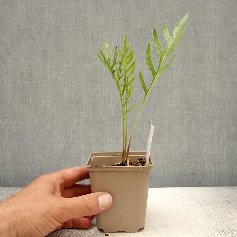 Exemplar von Silphium laciniatum - Plante boussole Godet de 9cm wie im Frühjahr geliefert