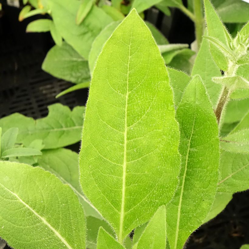 Silphium mohrii - Kompaßpflanze (Laub)