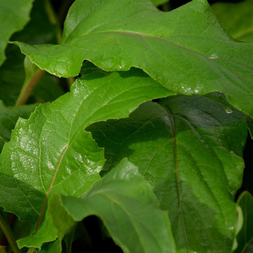 Silphium perfoliatum - Kompaßpflanze (Laub)