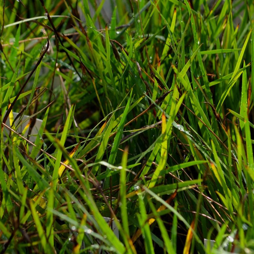 Sisyrinchium bellum - Binsenlilie (Laub)