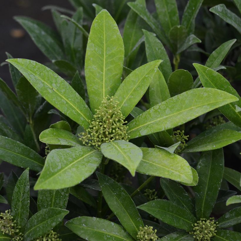 Skimmia japonica Kew Green (Laub)