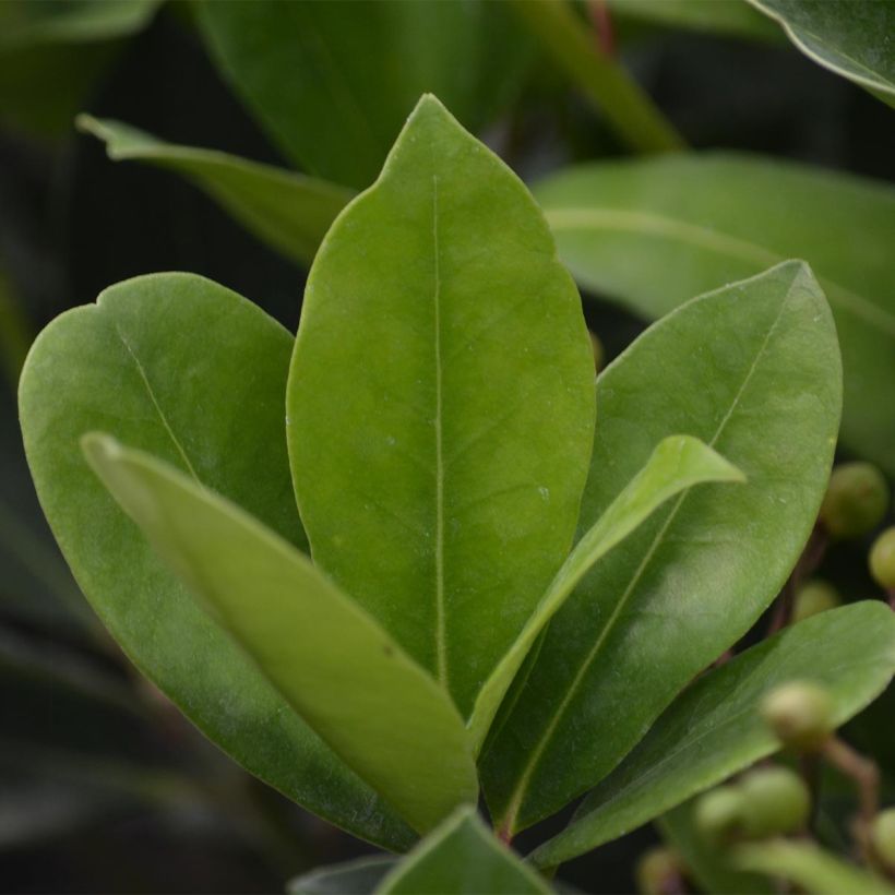 Skimmia japonica Veitchii (Laub)