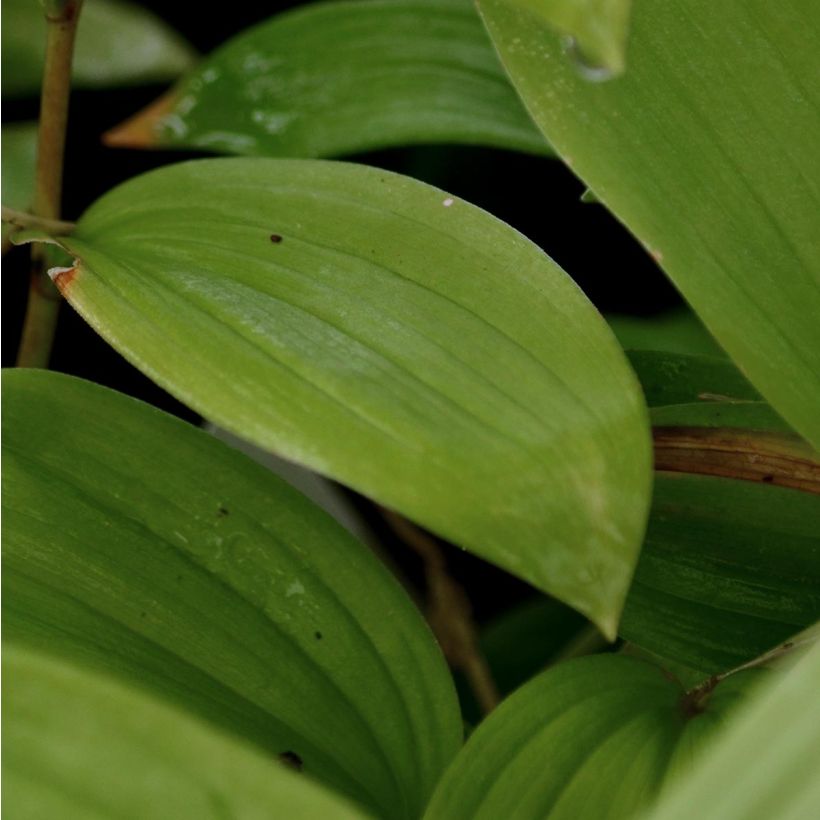 Smilacina racemosum - Traubiges Duftsiegel (Laub)