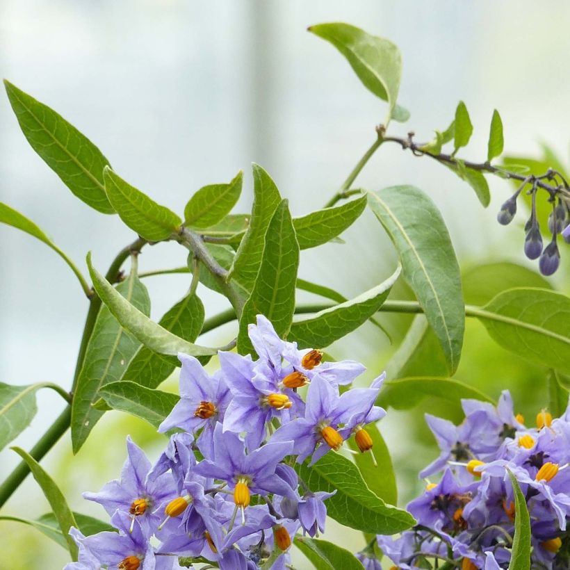 Solanum crispum Glasnevin - Chilenischer Nachtschatten (Laub)