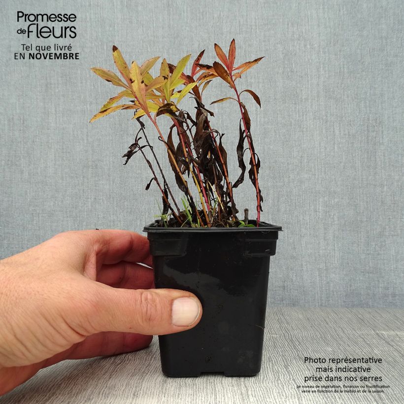 Exemplar von Kanadische Goldrute Gold King - Solidago canadensis wie im Herbst geliefert