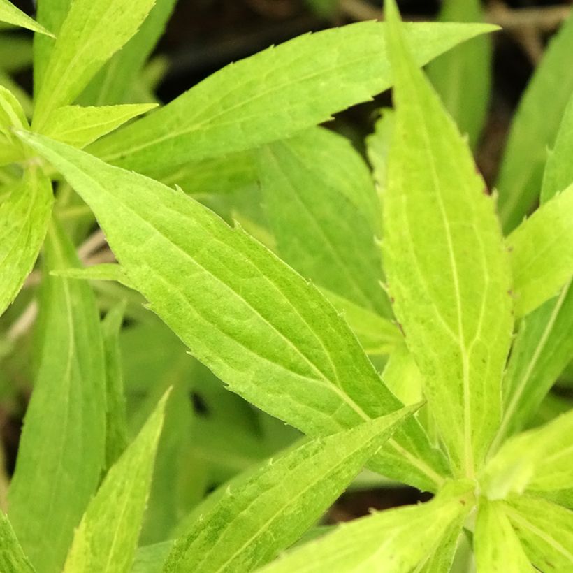 Goldrute Golden Mosa - Solidago (Laub)