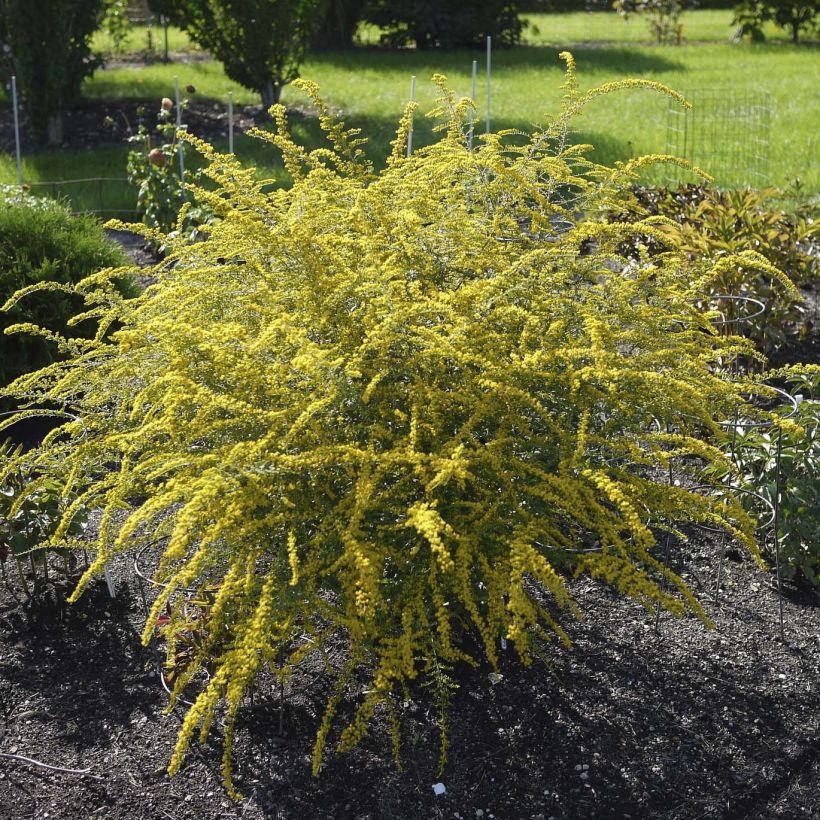 Goldrute Fireworks - Solidago rugosa (Hafen)