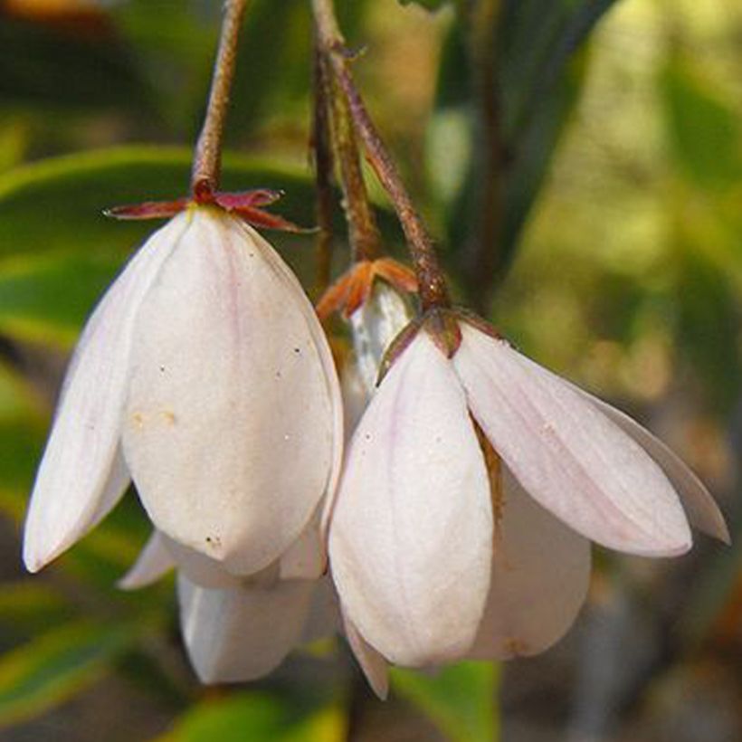 Sollya heterophylla Alba - Sollyie (Blüte)