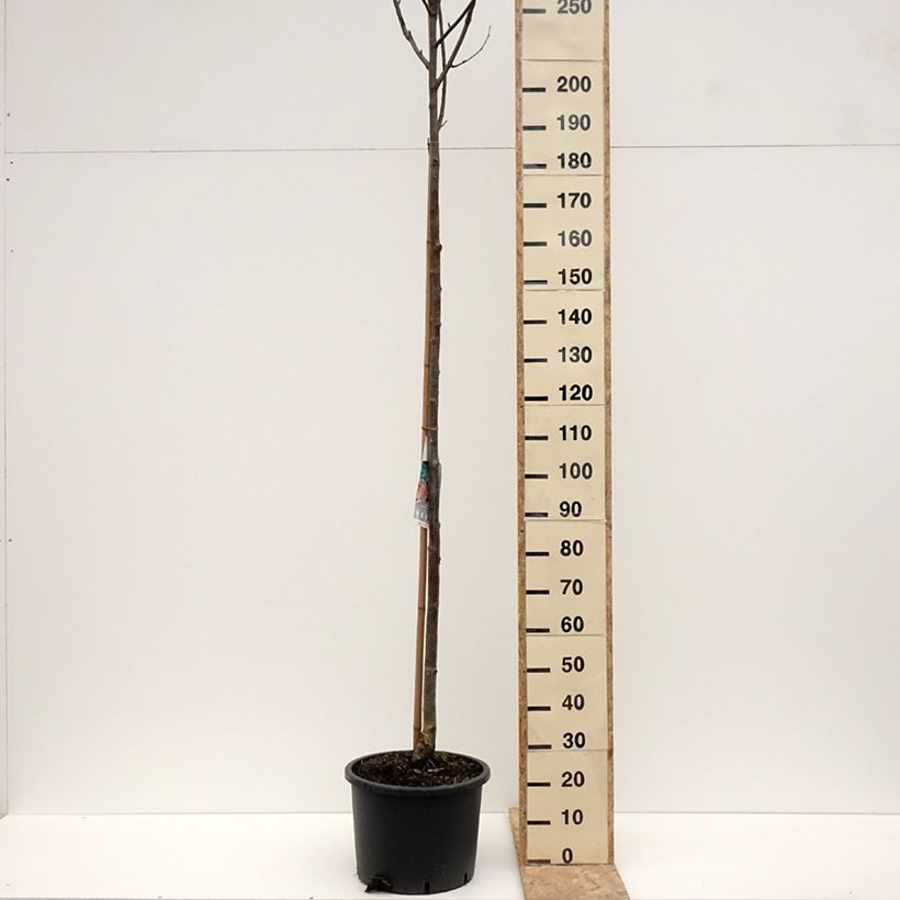 Exemplar von Vogelbeere Wettra - Sorbus aucuparia Topf mit 20L/25LGelieferte Höhe ca. 350/400cm wie im Winter geliefert