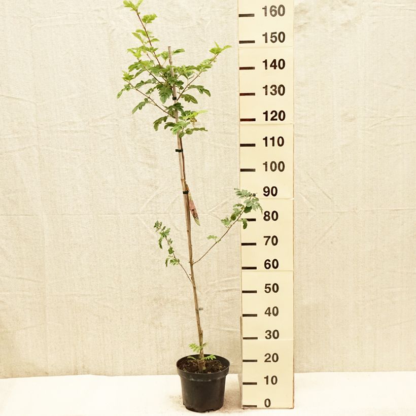 Exemplar von Crataegosorbus Grananatnaja - Ebereschen-Weißdorn Topf mit 4L/5LGelieferte Höhe ca. 120/140cm wie im Frühjahr geliefert