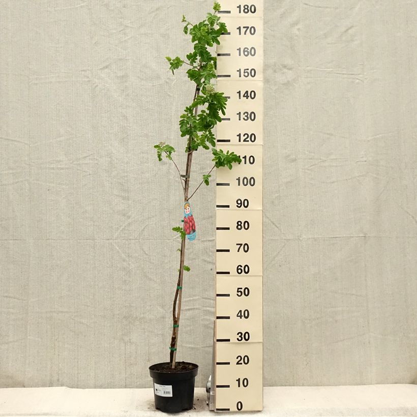 Exemplar von Sorbaronia Titan - Hybrid-Mehlbeeren Topf mit 4L/5LGelieferte Höhe ca. 100/120cm wie im Frühjahr geliefert