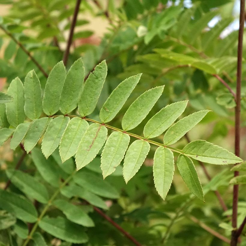 Mehlbeere Pink Veil - Sorbus arnoldiana (Laub)