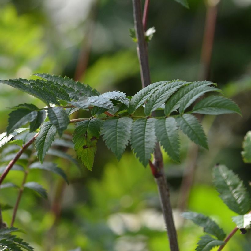 Vogelbeere - Sorbus aucuparia (Laub)