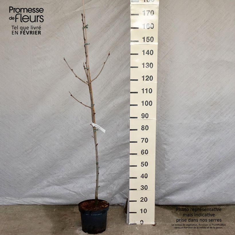 Exemplar von Sorbus scalaris - Sorbier à feuilles de fougère Pot de 7,5L/10L wie im Winter geliefert