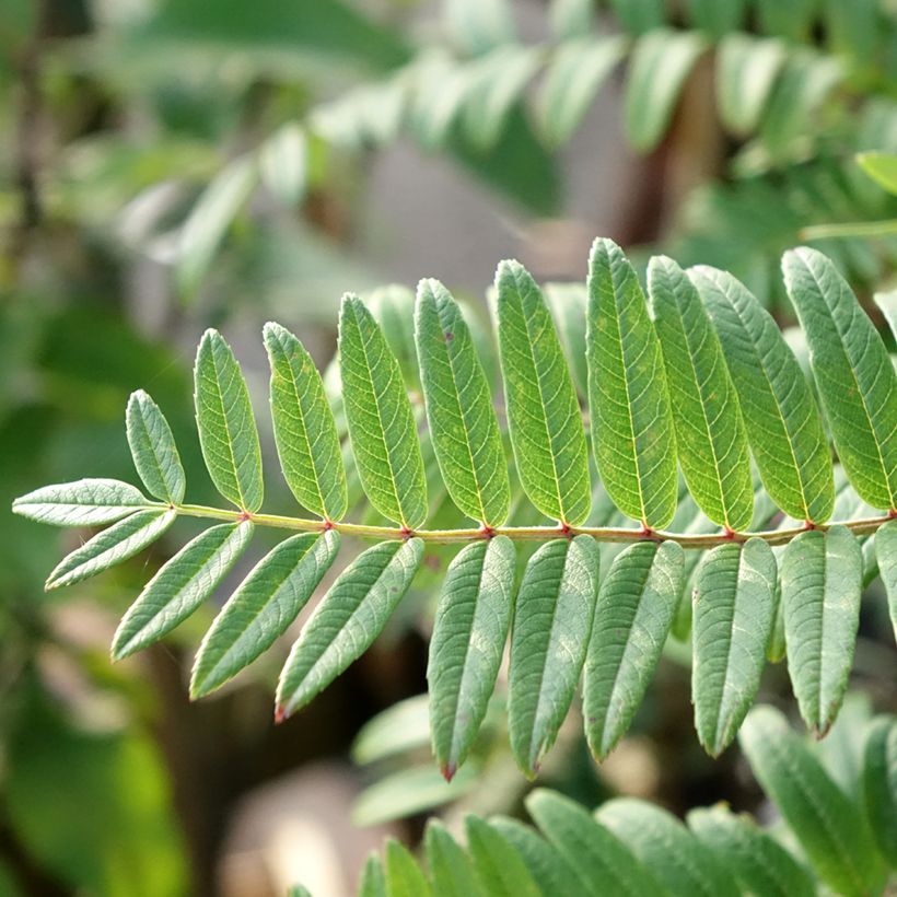 Leitern-Eberesche - Sorbus scalaris (Laub)