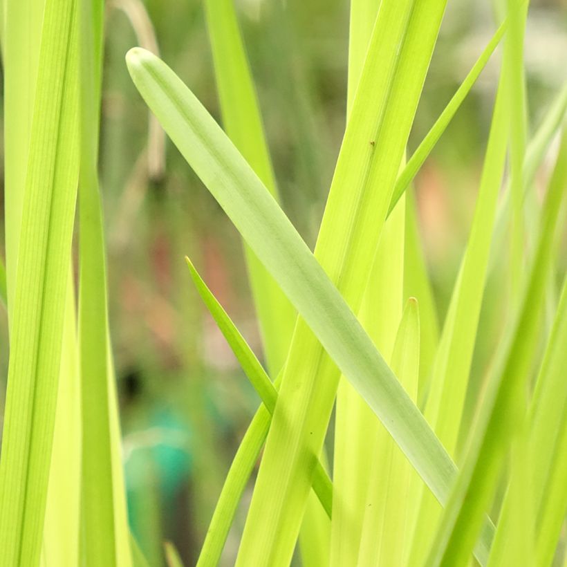 Sparganium erectum - Ästige Igelkolben (Laub)