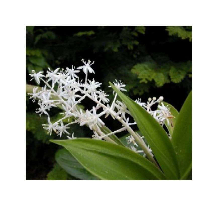 Speirantha convallarioides - Maiglöckchen-Speirantha (Blüte)