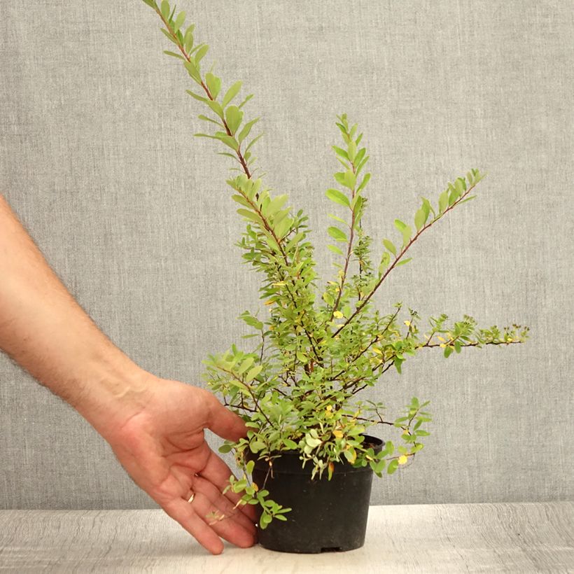 Exemplar von Braut-Spierstrauch Alba - Spiraea arguta Topf mit 1L/1,5LGelieferte Höhe ca. 30+/-cm wie im Sommer geliefert