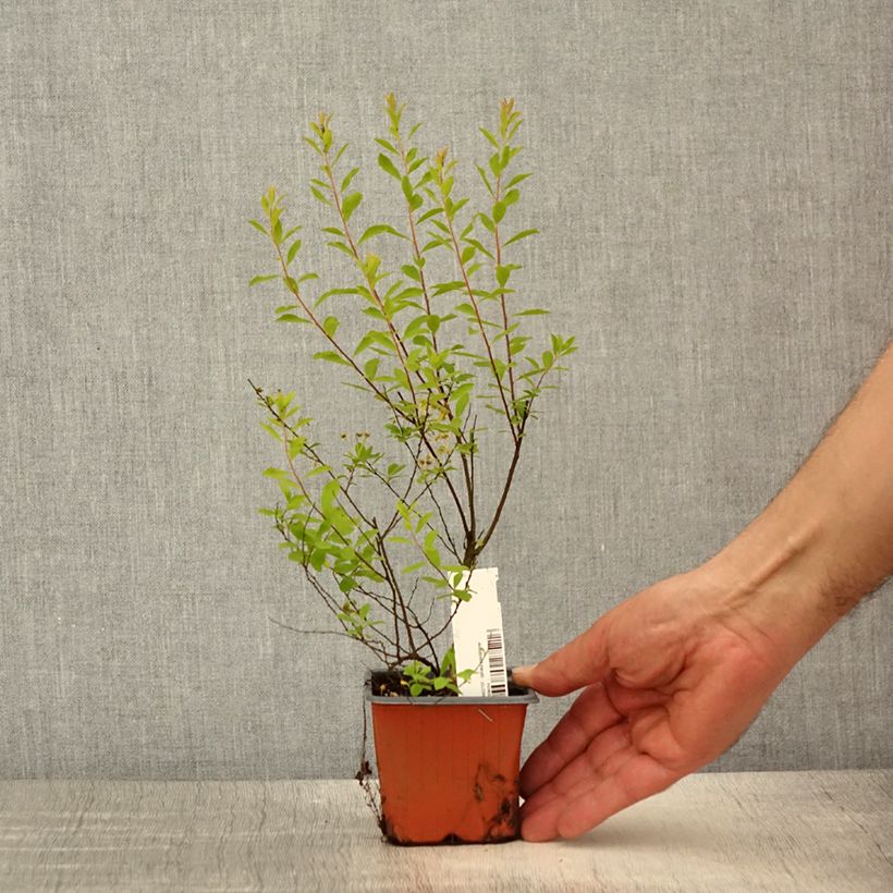 Exemplar von Braut-Spierstrauch Alba - Spiraea arguta Kleine Töpfe von 8/9 cm wie im Frühjahr geliefert