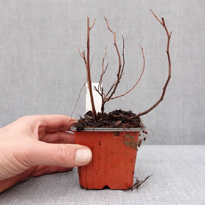 Exemplar von Birkenblättrige Spiere Island - Spiraea betulifolia Kleine Töpfe von 8/9 cm wie im Winter geliefert