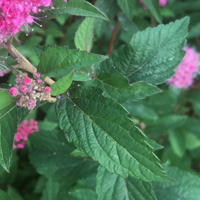 Rote Sommerspiere Superstar - Spiraea bumalda (Laub)