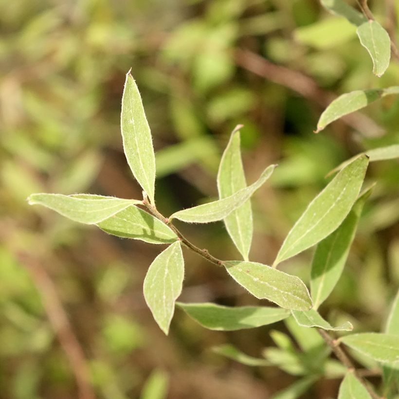 Weiße Rispenspiere Graciosa - Spiraea cinerea (Laub)