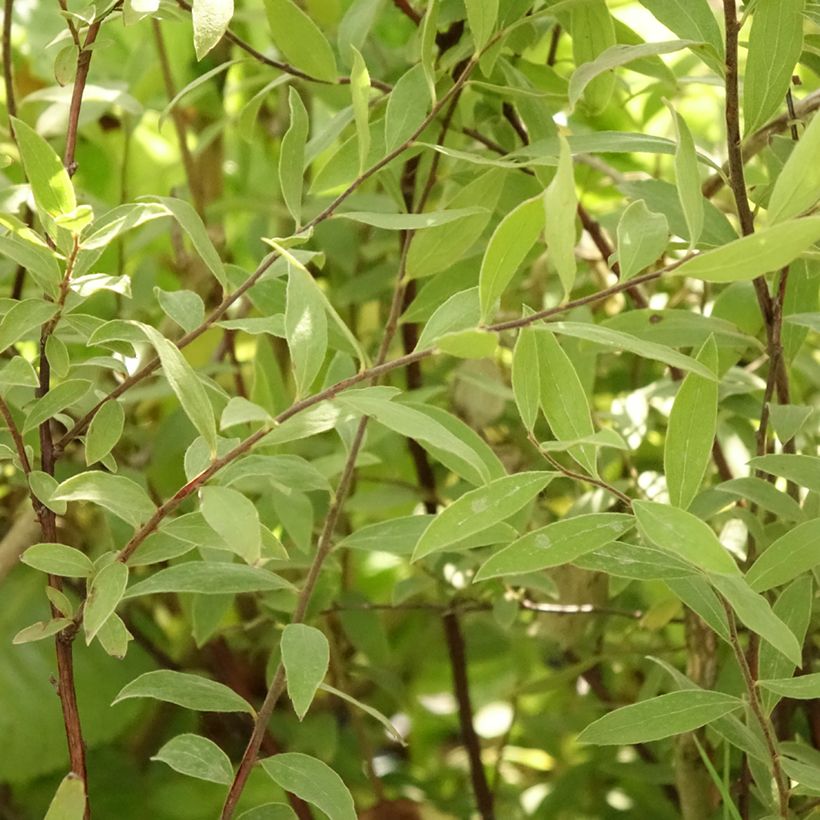 Weiße Rispenspiere Grefsheim - Spiraea cinerea (Laub)