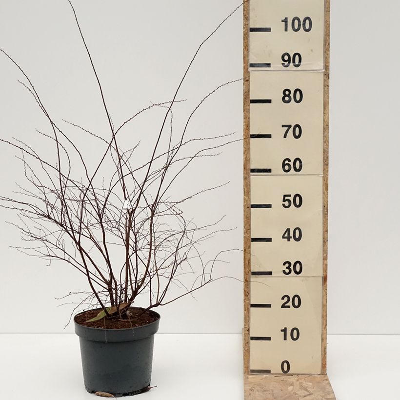 Exemplar von Weiße Rispenspiere Grefsheim - Spiraea cinerea Topf mit 7,5L/10LGelieferte Höhe ca. 60/80cm wie im Winter geliefert