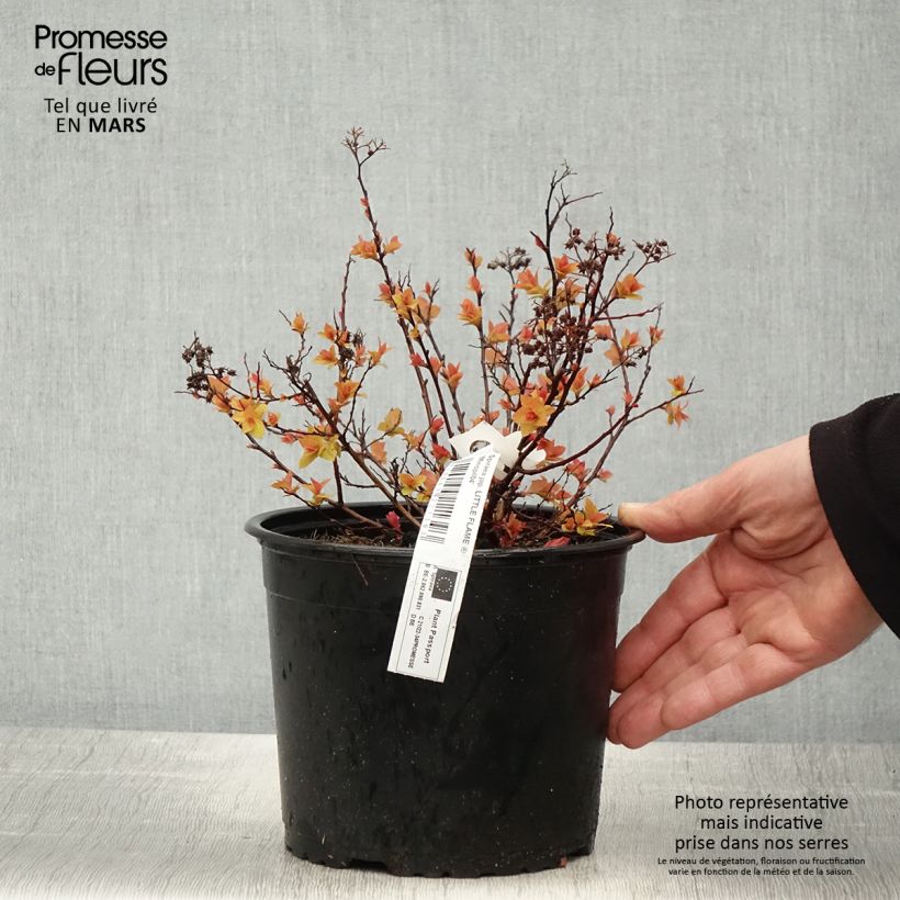 Exemplar von Spiraea japonica Little Flame Minspil04 - Spirée japonaise - Pot de 2L/3L wie im Frühjahr geliefert