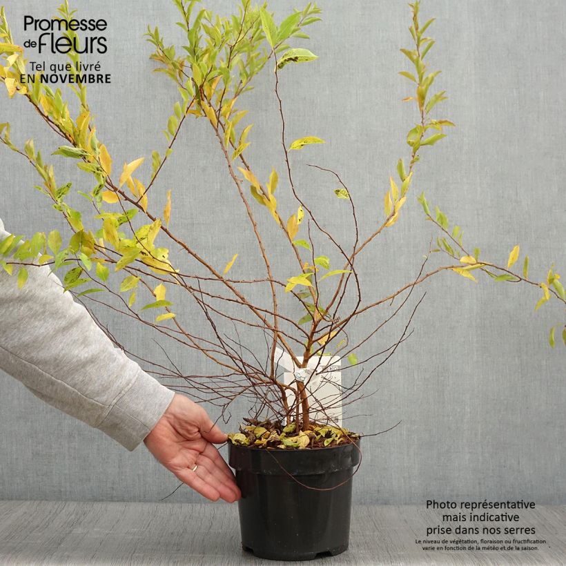 Exemplar von Pflaumenblättriger Spierstrauch Goldfire - Spiraea prunifolia Topf mit 3L/4LGelieferte Höhe ca. 25/30cm wie im Herbst geliefert