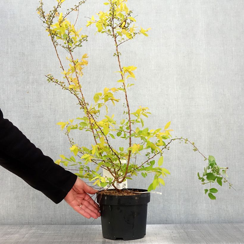 Exemplar von Spiraea prunifolia Goldfire - Spirée à feuilles de prunier Pot de 3L/4L wie im Frühjahr geliefert