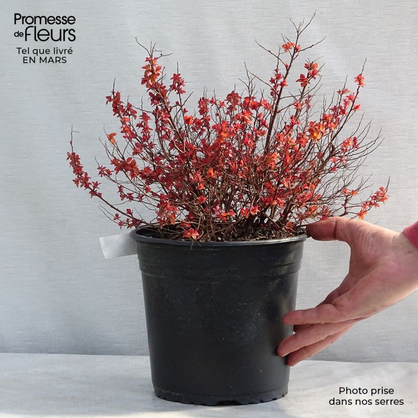 Exemplar von Sommerspiere Zen'Spirit Caramel - Spiraea japonica wie im Winter geliefert