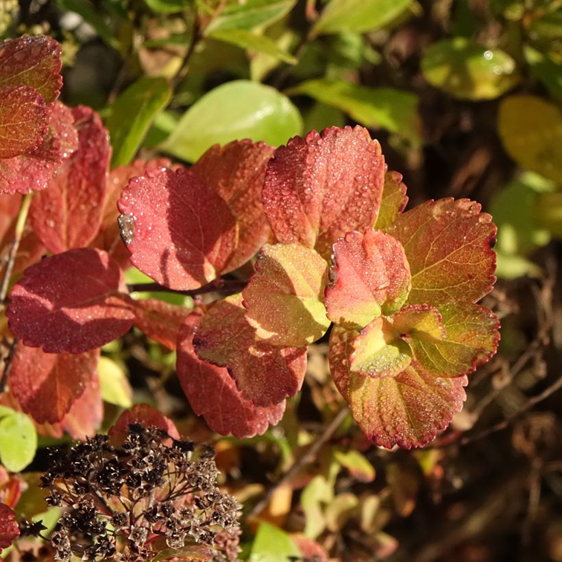 Birkenblättrige Spiere Tor Gold - Spiraea betulifolia (Laub)