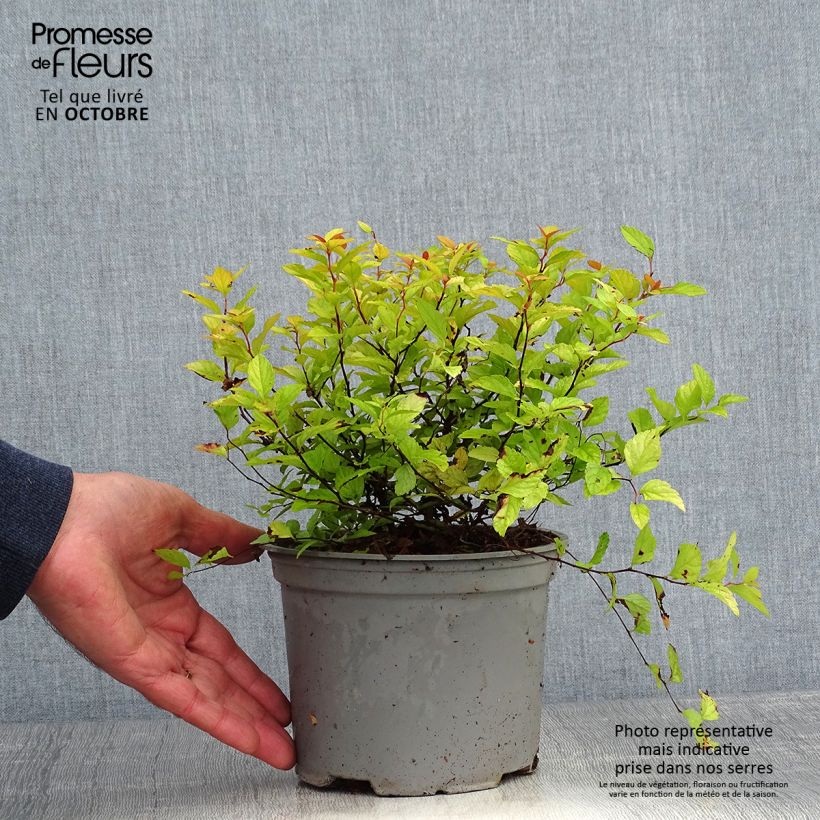 Exemplar von Spirée dorée - Spiraea japonica Candelight en pot de 2L/3L wie im Herbst geliefert