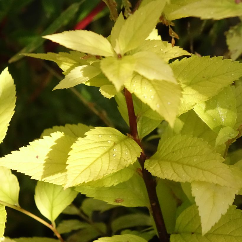 Sommerspiere Candlelight - Spiraea japonica (Laub)