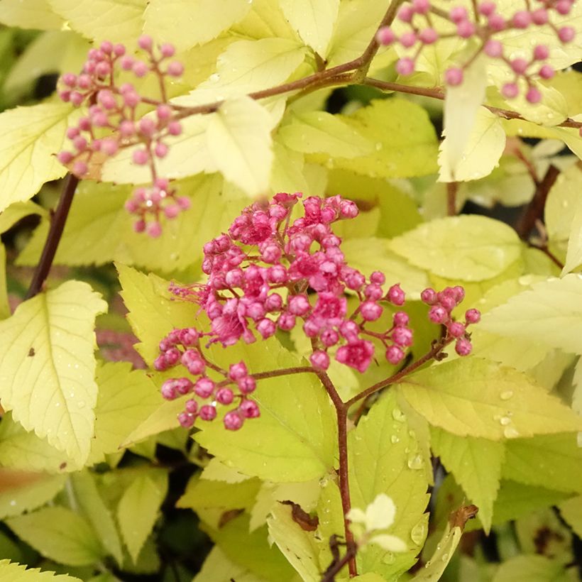 Sommerspiere Candlelight - Spiraea japonica (Blüte)