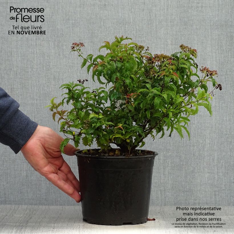 Exemplar von Spirée japonaise Crispa - Spiraea japonica 20/30cm en pot de 2L/3L wie im Herbst geliefert