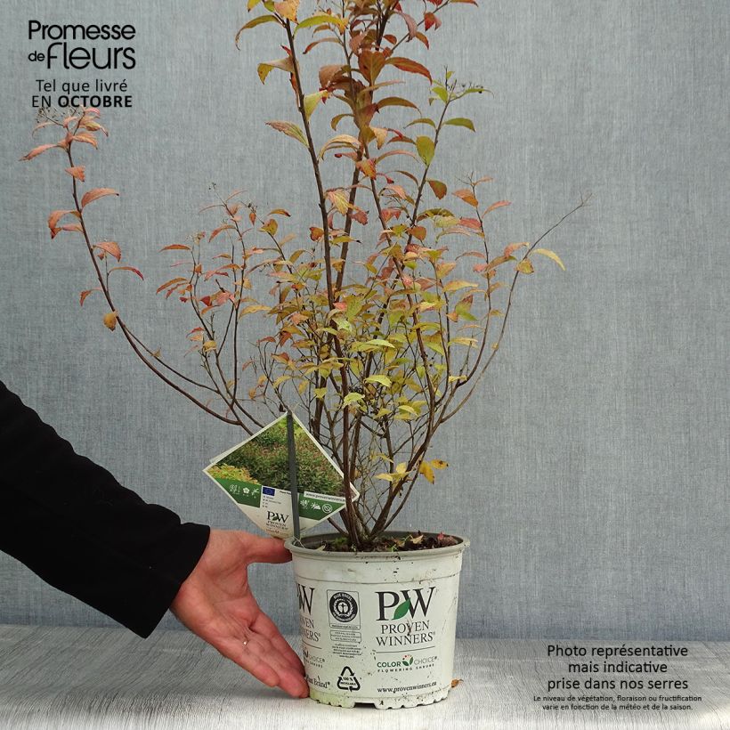 Exemplar von Sommerspiere Double Play Artist - Spiraea japonica wie im Herbst geliefert