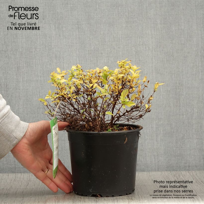 Exemplar von Sommerspiere Golden Princess - Spiraea japonica wie im Herbst geliefert