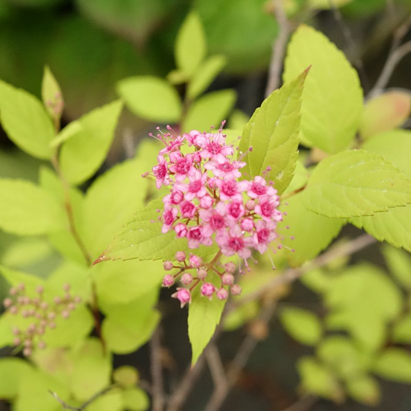 Sommerspiere Goldmound - Spiraea japonica (Blüte)