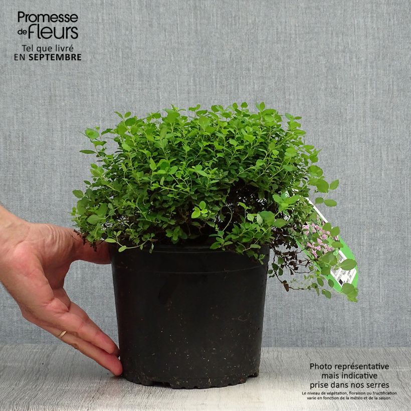 Exemplar von Spir?e japonaise Little Princess en pot de 2L/3L - Spiraea japonica wie im Herbst geliefert